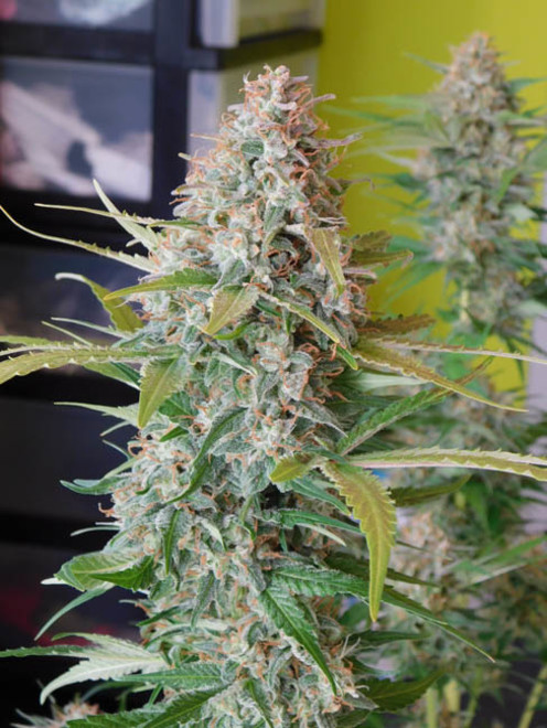 Raspberry Cough (Nirvana) Feminiserade Raspberry Cough (Nirvana) Feminiserade