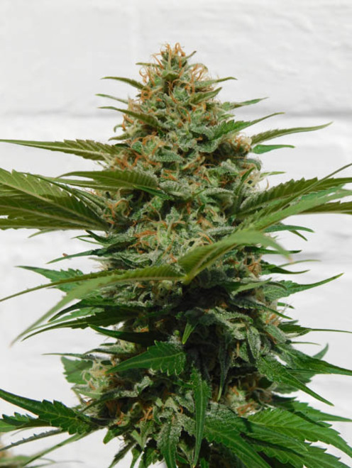 Raspberry Cough (Nirvana) Feminiserade Raspberry Cough (Nirvana) Feminiserade