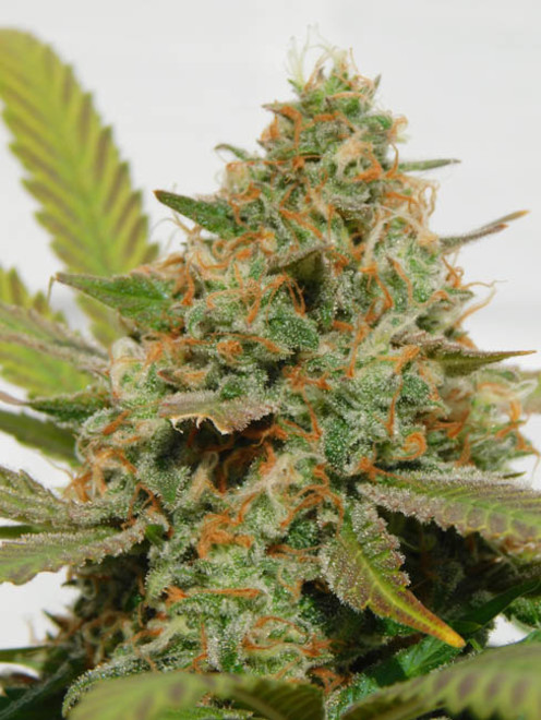 Raspberry Cough (Nirvana) Feminiserade Raspberry Cough (Nirvana) Feminiserade