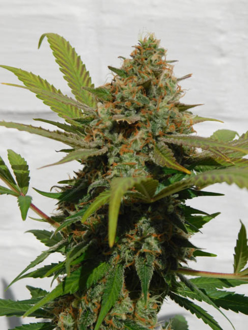 Raspberry Cough (Nirvana) Feminiserade Raspberry Cough (Nirvana) Feminiserade