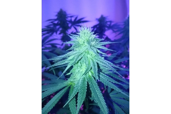 Haze Berry (Royal Queen Seeds) Feminiserade Haze Berry (Royal Queen Seeds) Feminiserade