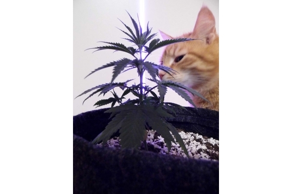 Haze Berry (Royal Queen Seeds) Feminiserade Haze Berry (Royal Queen Seeds) Feminiserade