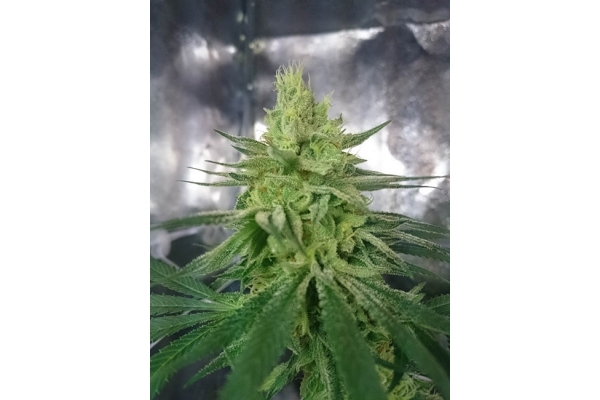 Haze Berry (Royal Queen Seeds) Feminiserade Haze Berry (Royal Queen Seeds) Feminiserade