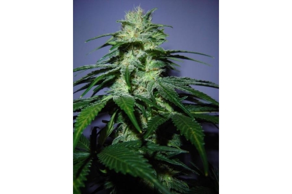 Nepal Jam (ACE Seeds) Feminiserade