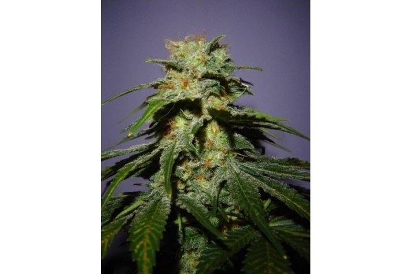 Nepal Jam (ACE Seeds) Feminiserade