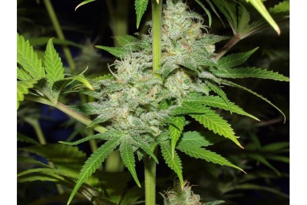 Nepal Jam (ACE Seeds) Feminiserade