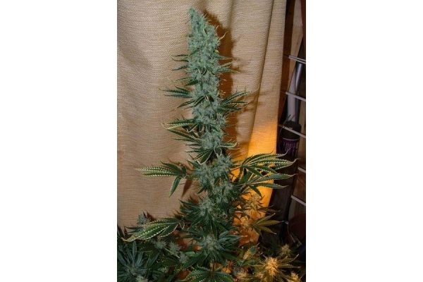 Nepal Jam (ACE Seeds) Feminiserade