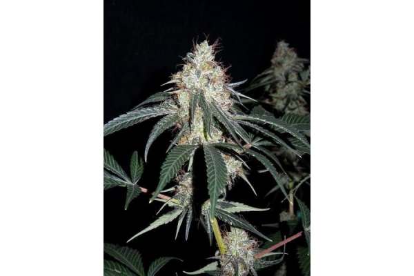 Nepal Jam (ACE Seeds) Feminiserade