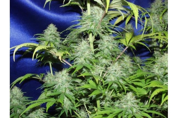 Nepal Jam (ACE Seeds) Feminiserade