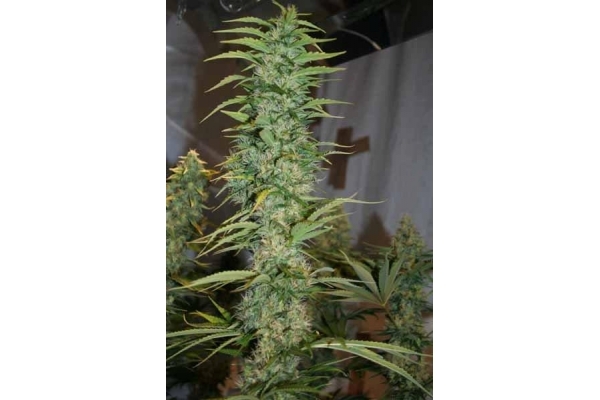 Orient Express (ACE Seeds) Feminiserade Orient Express (ACE Seeds) Feminiserade