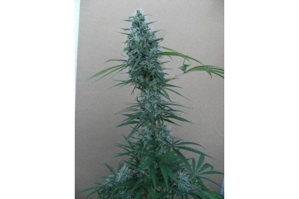 Orient Express (ACE Seeds) Feminiserade Orient Express (ACE Seeds) Feminiserade
