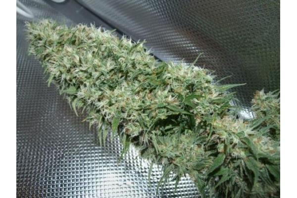 Orient Express (ACE Seeds) Feminiserade Orient Express (ACE Seeds) Feminiserade