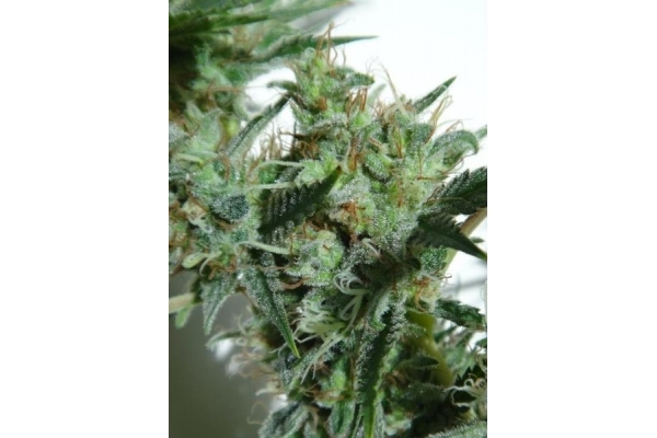 Orient Express (ACE Seeds) Feminiserade Orient Express (ACE Seeds) Feminiserade