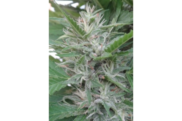 Orient Express (ACE Seeds) Feminiserade Orient Express (ACE Seeds) Feminiserade
