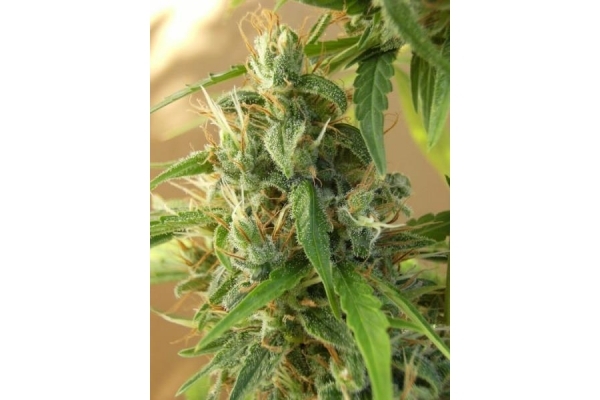 Panama (ACE Seeds) Feminiserade Panama (ACE Seeds) Feminiserade