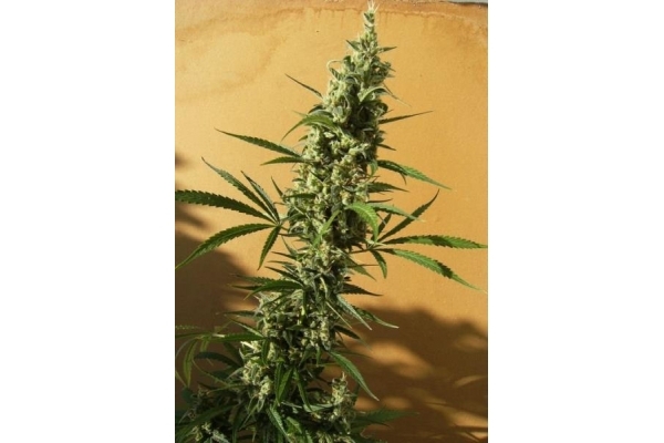Panama (ACE Seeds) Feminiserade Panama (ACE Seeds) Feminiserade