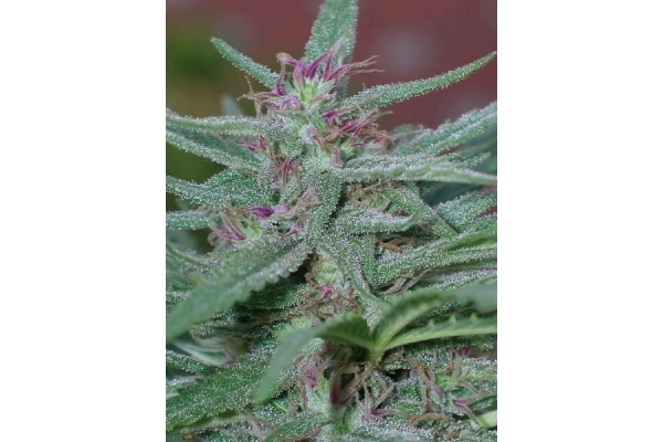 Panama (ACE Seeds) Feminiserade Panama (ACE Seeds) Feminiserade