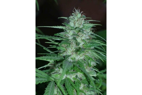 Panama (ACE Seeds) Feminiserade Panama (ACE Seeds) Feminiserade