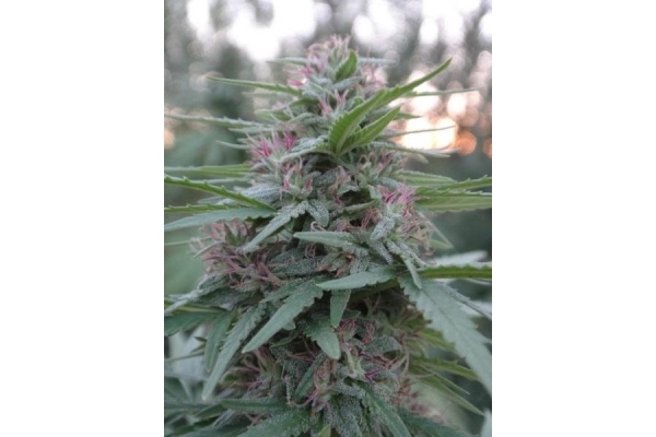 Panama (ACE Seeds) Feminiserade Panama (ACE Seeds) Feminiserade