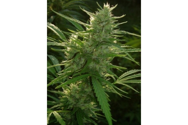 Panama (ACE Seeds) Feminiserade Panama (ACE Seeds) Feminiserade