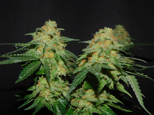 Spliff's Strawberry (Spliff Seeds) Feminiserade Spliff's Strawberry (Spliff Seeds) Feminiserade