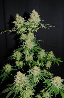 Spliff's Strawberry (Spliff Seeds) Feminiserade Spliff's Strawberry (Spliff Seeds) Feminiserade