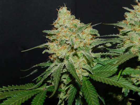 Spliff's Strawberry (Spliff Seeds) Feminiserade Spliff's Strawberry (Spliff Seeds) Feminiserade