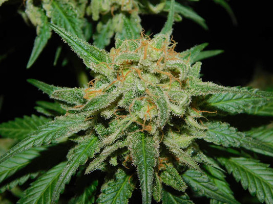 Spliff's Strawberry (Spliff Seeds) Feminiserade Spliff's Strawberry (Spliff Seeds) Feminiserade