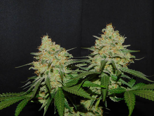 Spliff's Strawberry (Spliff Seeds) Feminiserade Spliff's Strawberry (Spliff Seeds) Feminiserade