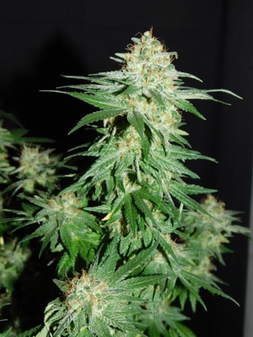 LA Affie (Cali Connection) Feminiserade