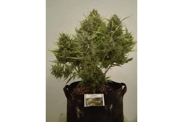 Auto White Widow (Dutch Passion) Feminiserade Auto White Widow (Dutch Passion) Feminiserade