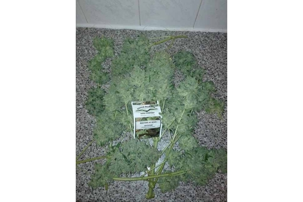 Auto White Widow (Dutch Passion) Feminiserade Auto White Widow (Dutch Passion) Feminiserade