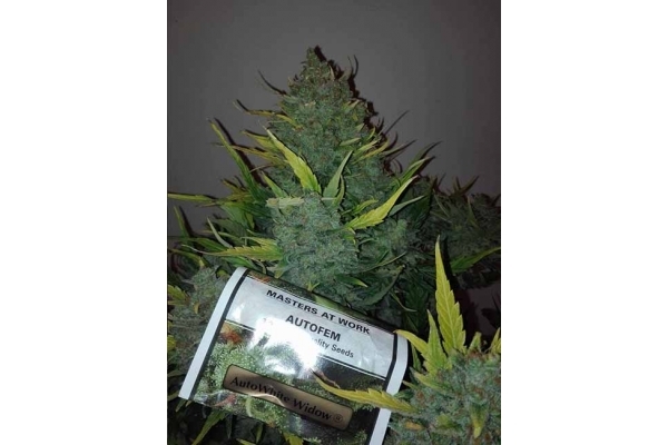 Auto White Widow (Dutch Passion) Feminiserade Auto White Widow (Dutch Passion) Feminiserade