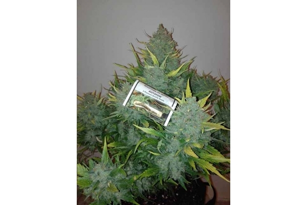 Auto White Widow (Dutch Passion) Feminiserade Auto White Widow (Dutch Passion) Feminiserade