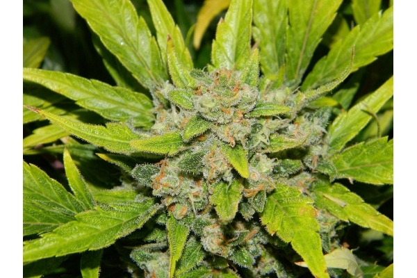 Auto White Widow (Dutch Passion) Feminiserade Auto White Widow (Dutch Passion) Feminiserade