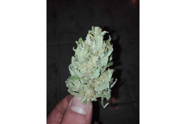 Auto White Widow (Dutch Passion) Feminiserade Auto White Widow (Dutch Passion) Feminiserade