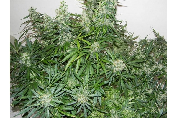 Blue Auto Mazar (Dutch Passion) Feminiserade Blue Auto Mazar (Dutch Passion) Feminiserade