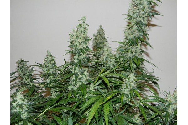 Blue Auto Mazar (Dutch Passion) Feminiserade Blue Auto Mazar (Dutch Passion) Feminiserade