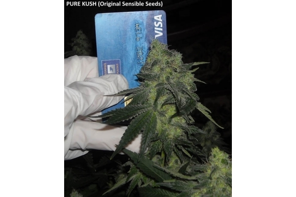 Pure Kush (Original Sensible) Feminiserade Pure Kush (Original Sensible) Feminiserade