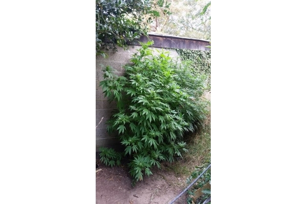 Big Bomb (Bomb Seeds) Feminiserade Big Bomb (Bomb Seeds) Feminiserade