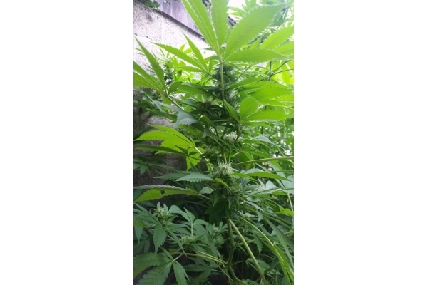 Big Bomb (Bomb Seeds) Feminiserade Big Bomb (Bomb Seeds) Feminiserade