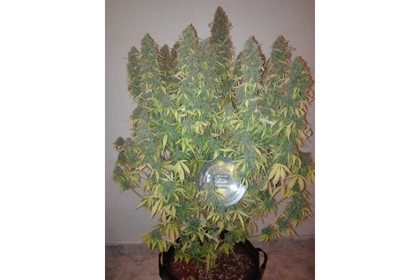 Big Bang Autoflower (Greenhouse Seeds) Feminiserade Big Bang Autoflower (Greenhouse Seeds) Feminiserade