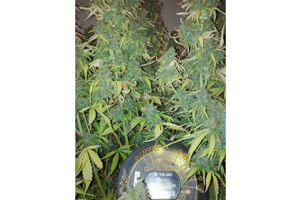 Big Bang Autoflower (Greenhouse Seeds) Feminiserade Big Bang Autoflower (Greenhouse Seeds) Feminiserade