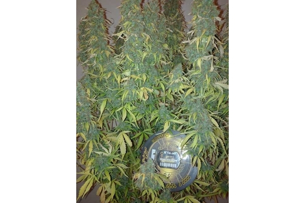Big Bang Autoflower (Greenhouse Seeds) Feminiserade Big Bang Autoflower (Greenhouse Seeds) Feminiserade
