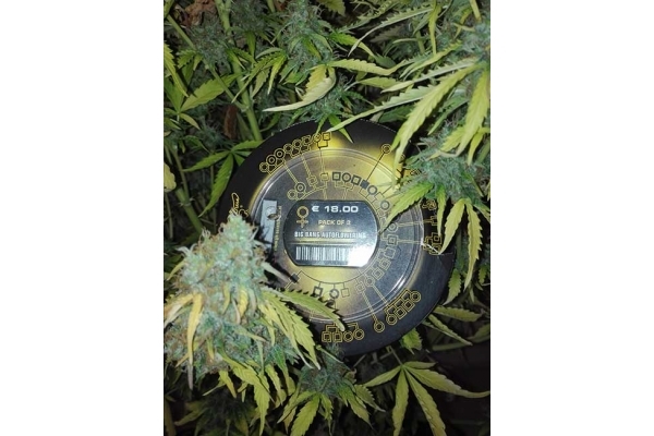 Big Bang Autoflower (Greenhouse Seeds) Feminiserade Big Bang Autoflower (Greenhouse Seeds) Feminiserade