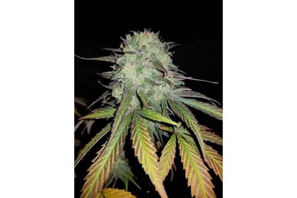 Painkiller XL (Royal Queen Seeds) Feminiserade Painkiller XL (Royal Queen Seeds) Feminiserade