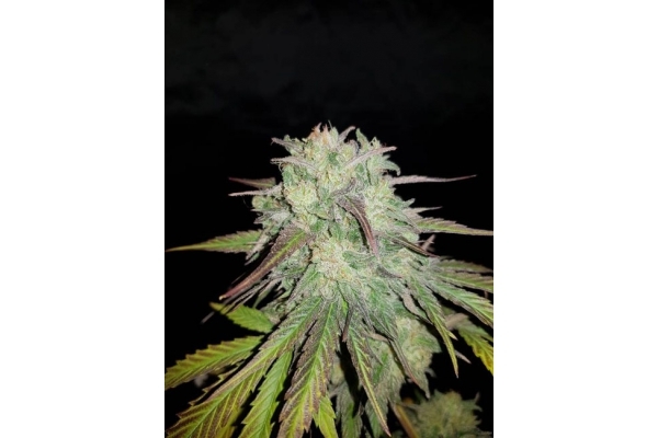 Painkiller XL (Royal Queen Seeds) Feminiserade Painkiller XL (Royal Queen Seeds) Feminiserade