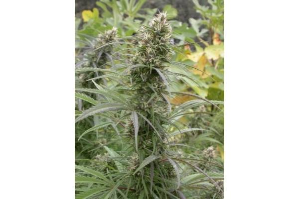 Congo (ACE Seeds) Feminiserade Congo (ACE Seeds) Feminiserade