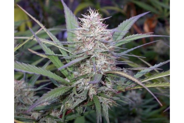 Congo (ACE Seeds) Feminiserade Congo (ACE Seeds) Feminiserade