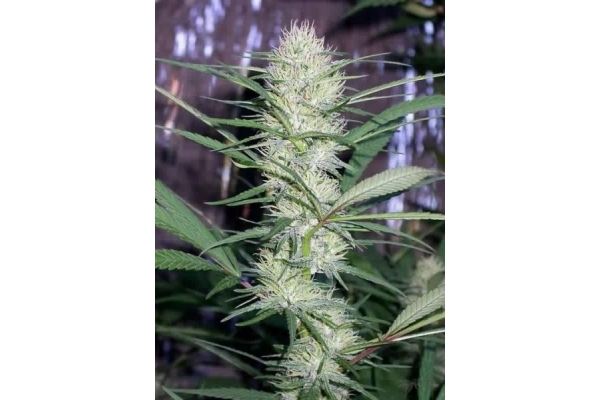 Congo (ACE Seeds) Feminiserade Congo (ACE Seeds) Feminiserade